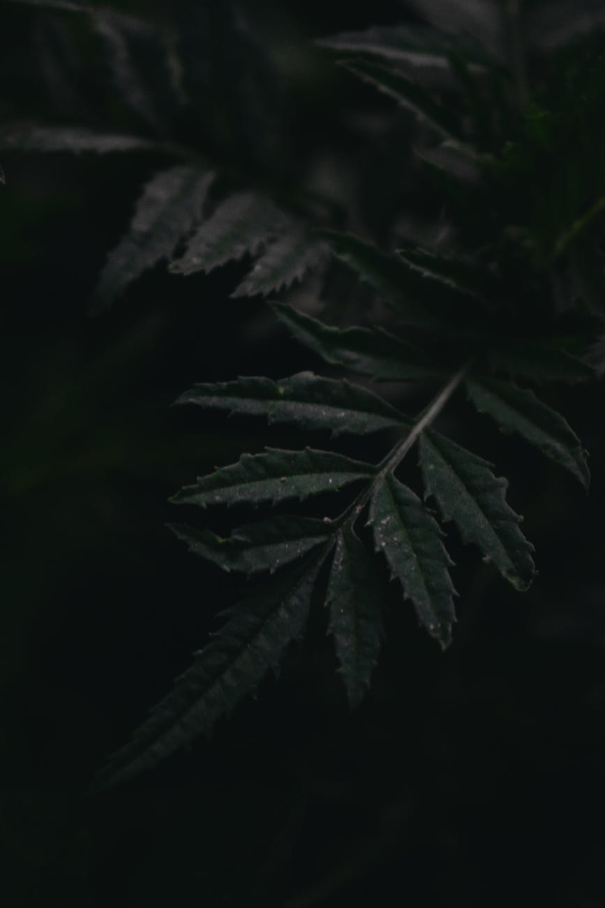 A macro photograph showcasing a dark, moody fern leaf, highlighting natural textures and light play.