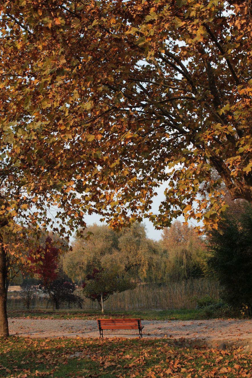 Beautiful autumn view in Bursa, Türkiye with colorful foliage and a serene park bench.