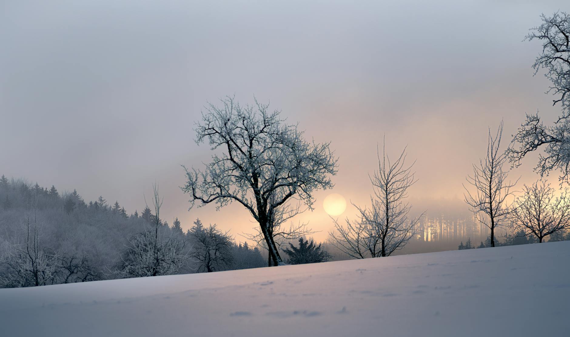Peaceful winter scene in Raschbach, Austria with bare trees and soft sunlight.