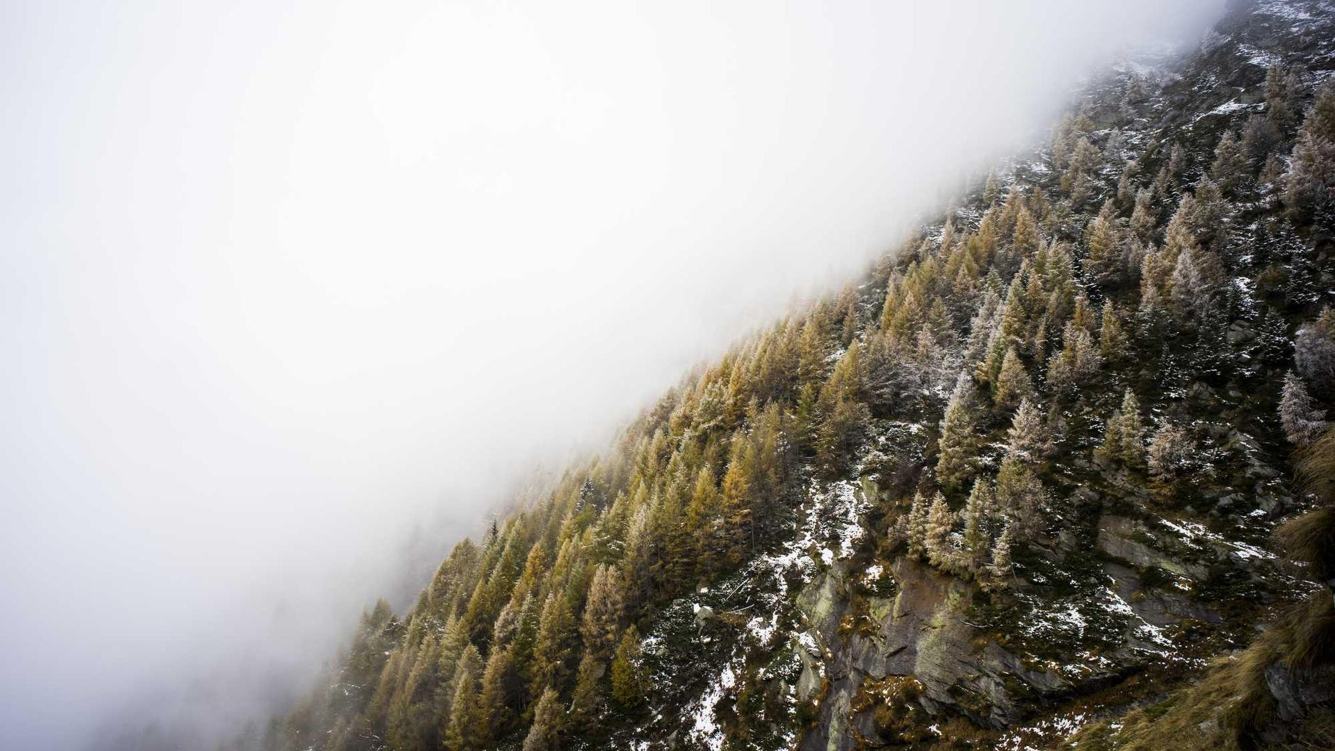 Random image from Lorem Picsum