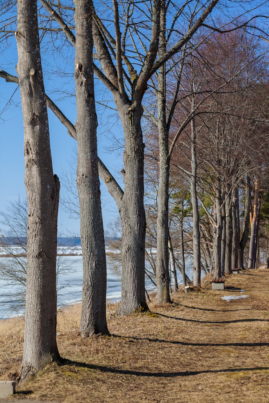 A pathway lined with bare trees beside a partially frozen lake under a clear blue sky.