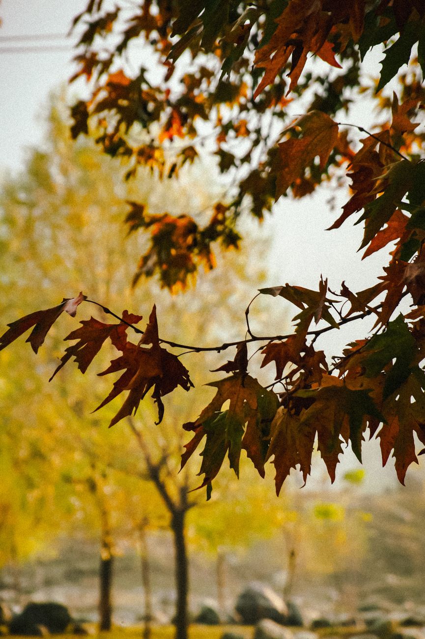 Beautiful autumn maple leaves in focus with a soft, warm background.