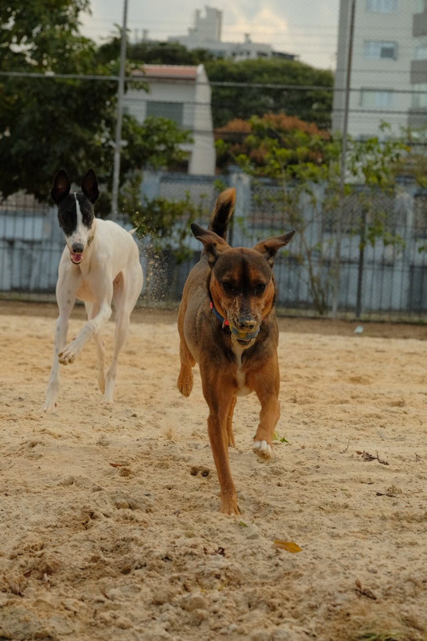 Two dogs joyfully playing with a ball in a sandy park in Curitiba, Brazil.