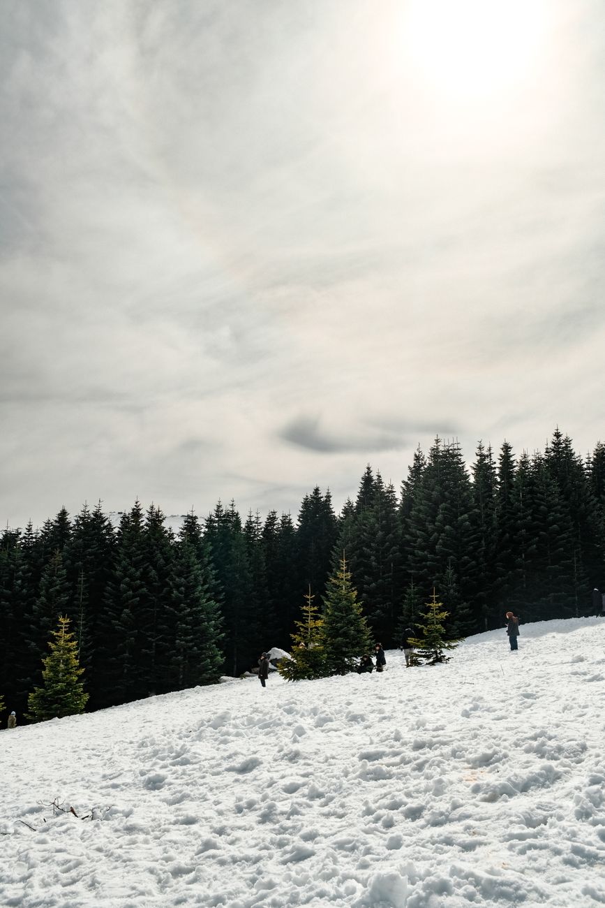 A peaceful winter landscape with snow, pine trees, and a few people enjoying the outdoors.