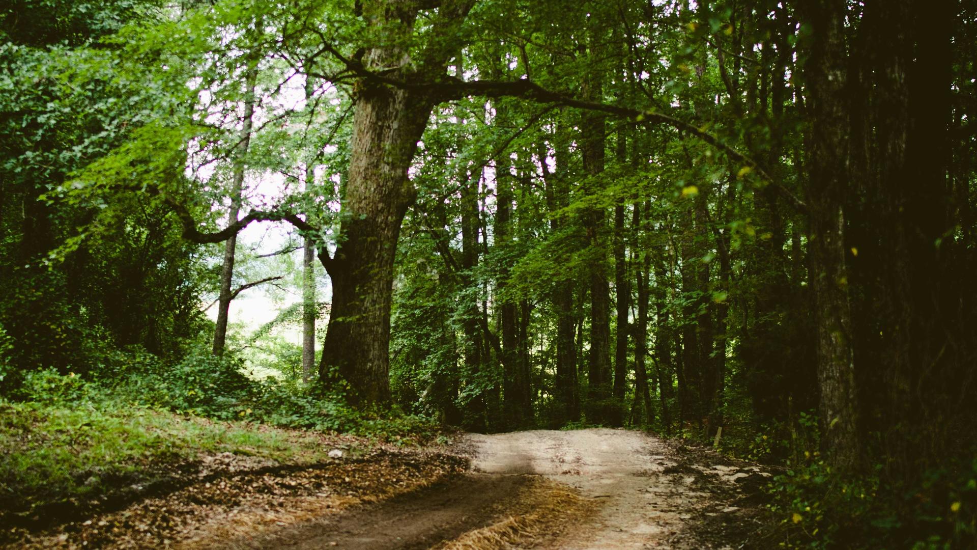 Random image from Lorem Picsum