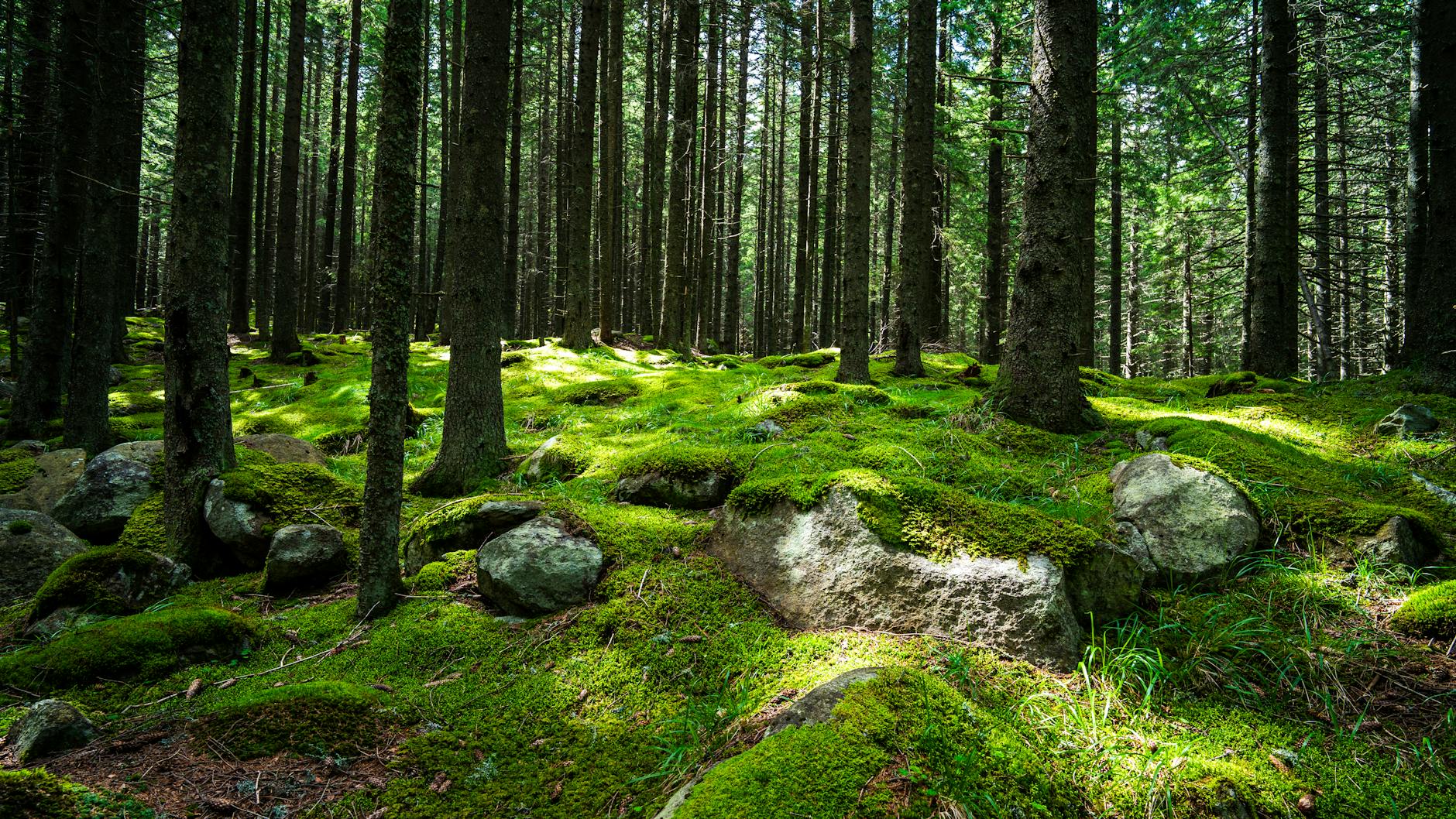 Discover a tranquil forest scene with moss-covered ground and sunlight filtering through tall pine trees.