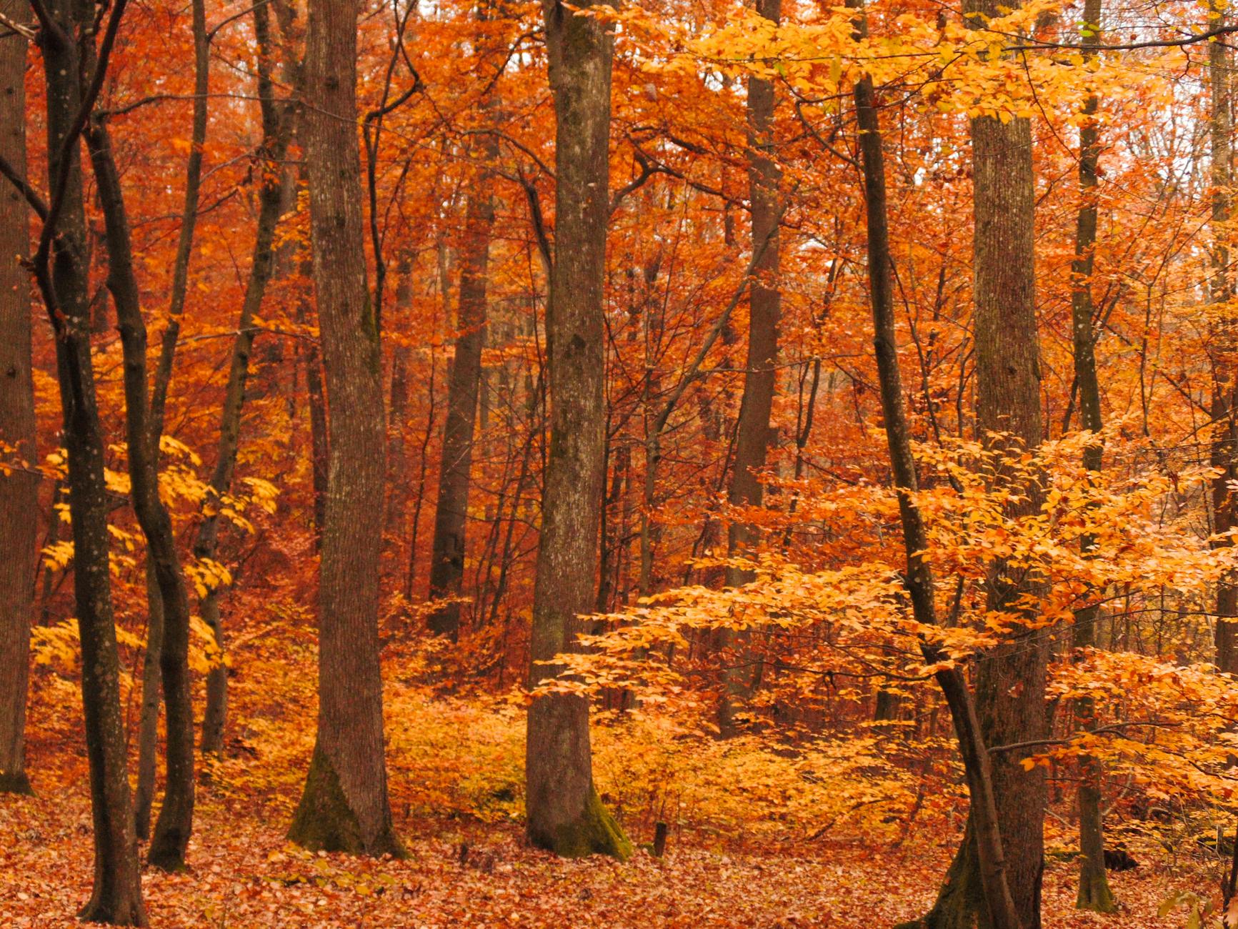 Beautiful autumn forest scene with lush orange foliage under clear skies.