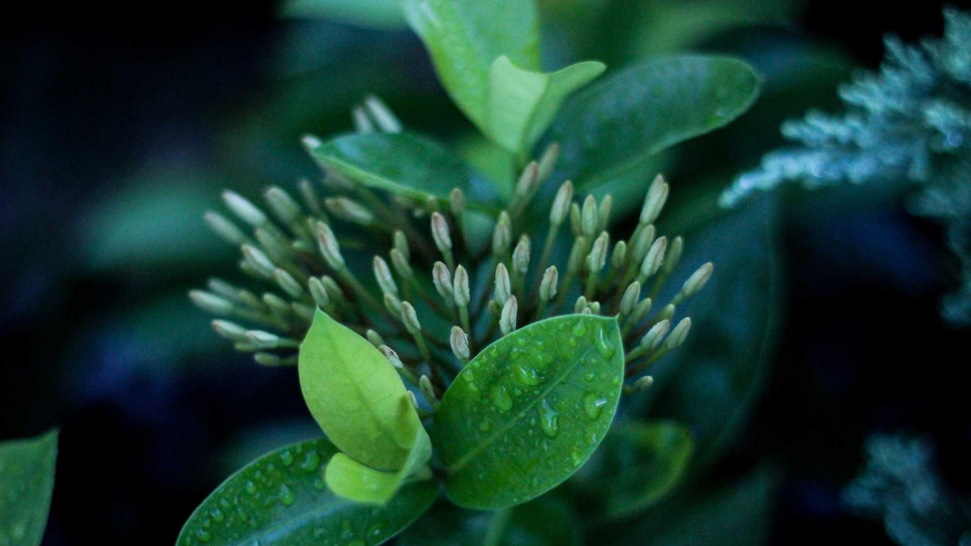 Random image from Lorem Picsum