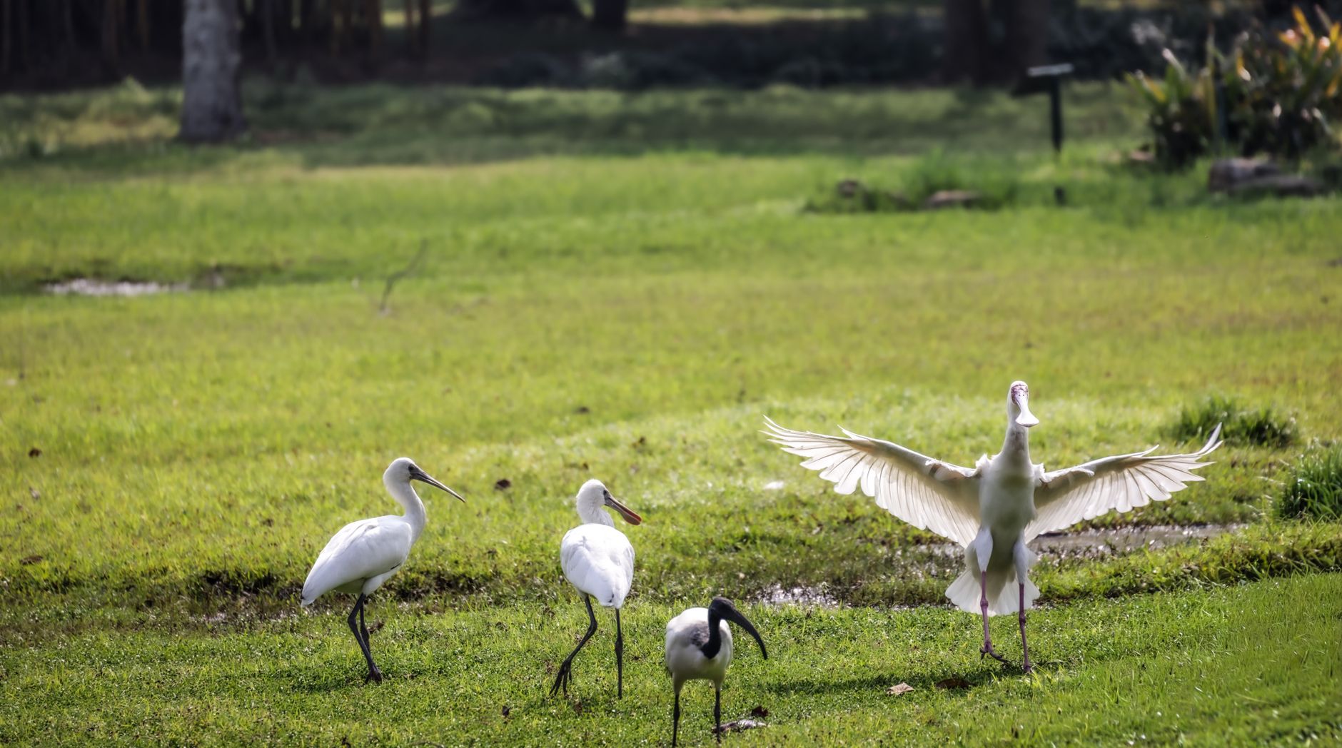 A serene scene of white ibises feeding in a verdant outdoor landscape.