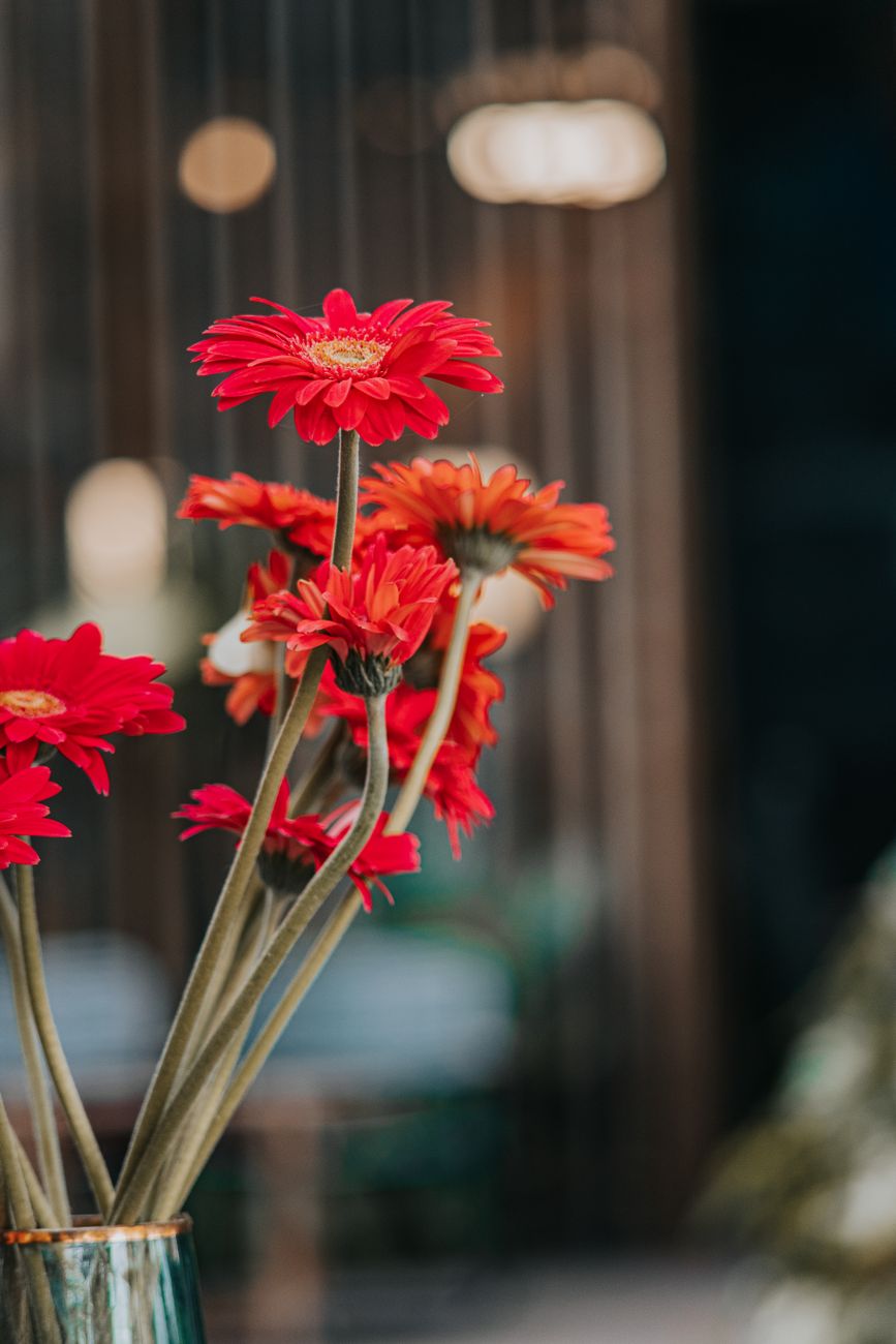 Beautiful red gerbera daisies in a vase with blurred background, creating a warm, artistic ambiance.