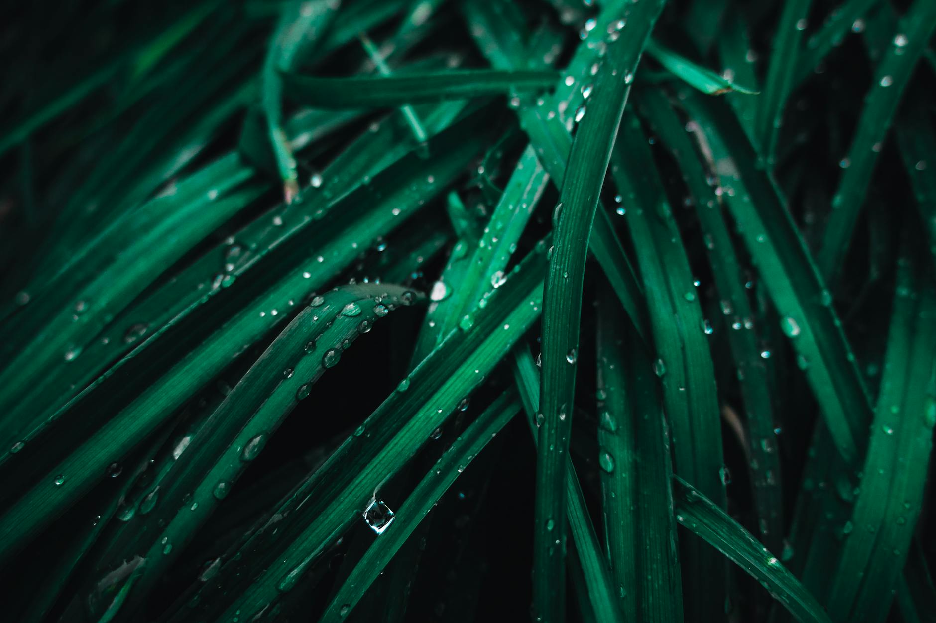 Vibrant green grass leaves with dewdrops, creating a refreshing and natural texture.