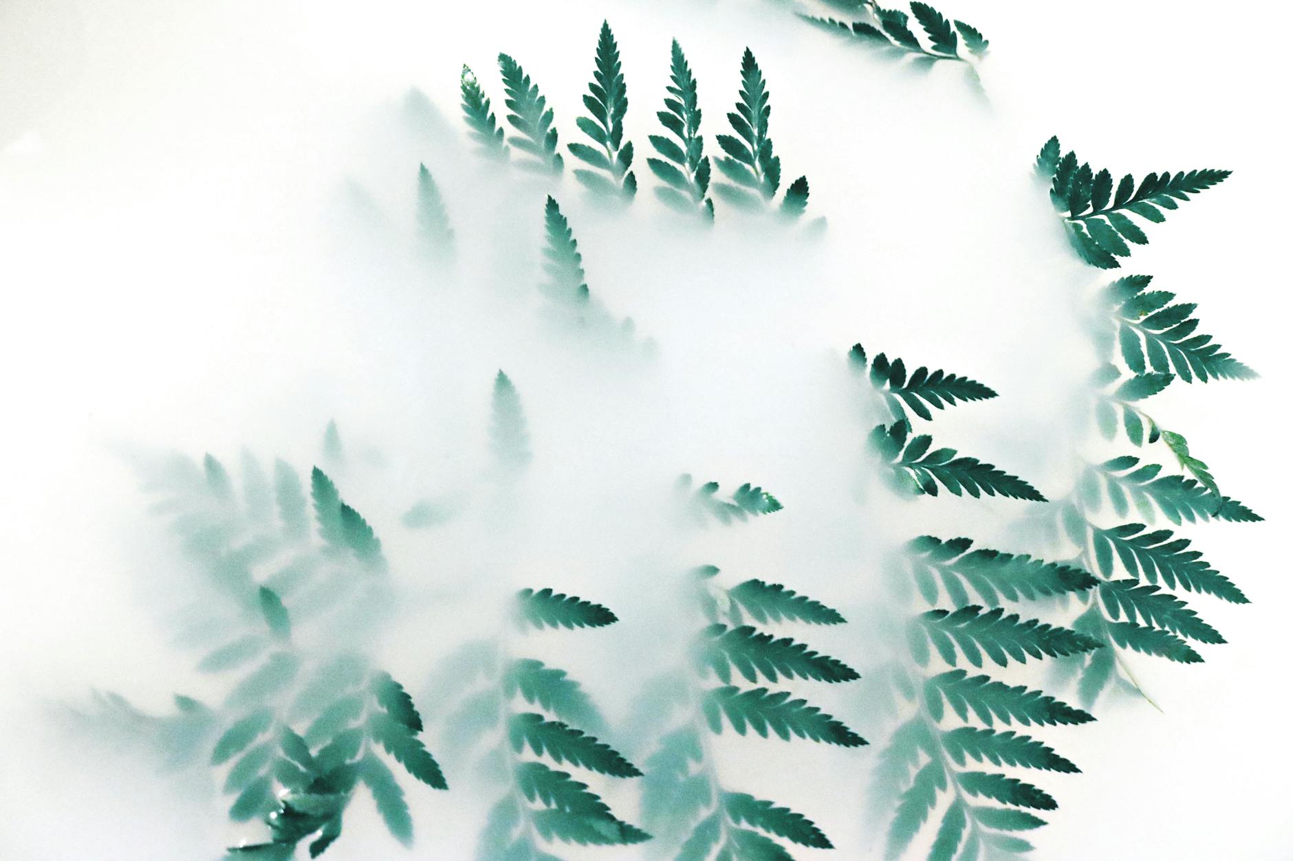 Serene composition of vibrant green fern leaves surrounded by soft misty atmosphere.