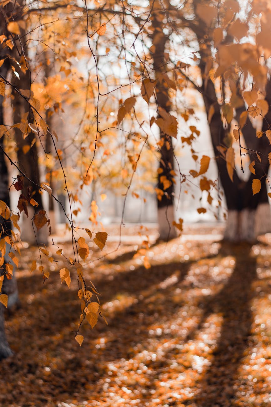 Pathway in a peaceful forest during autumn with sunlight filtering through colorful leaves.