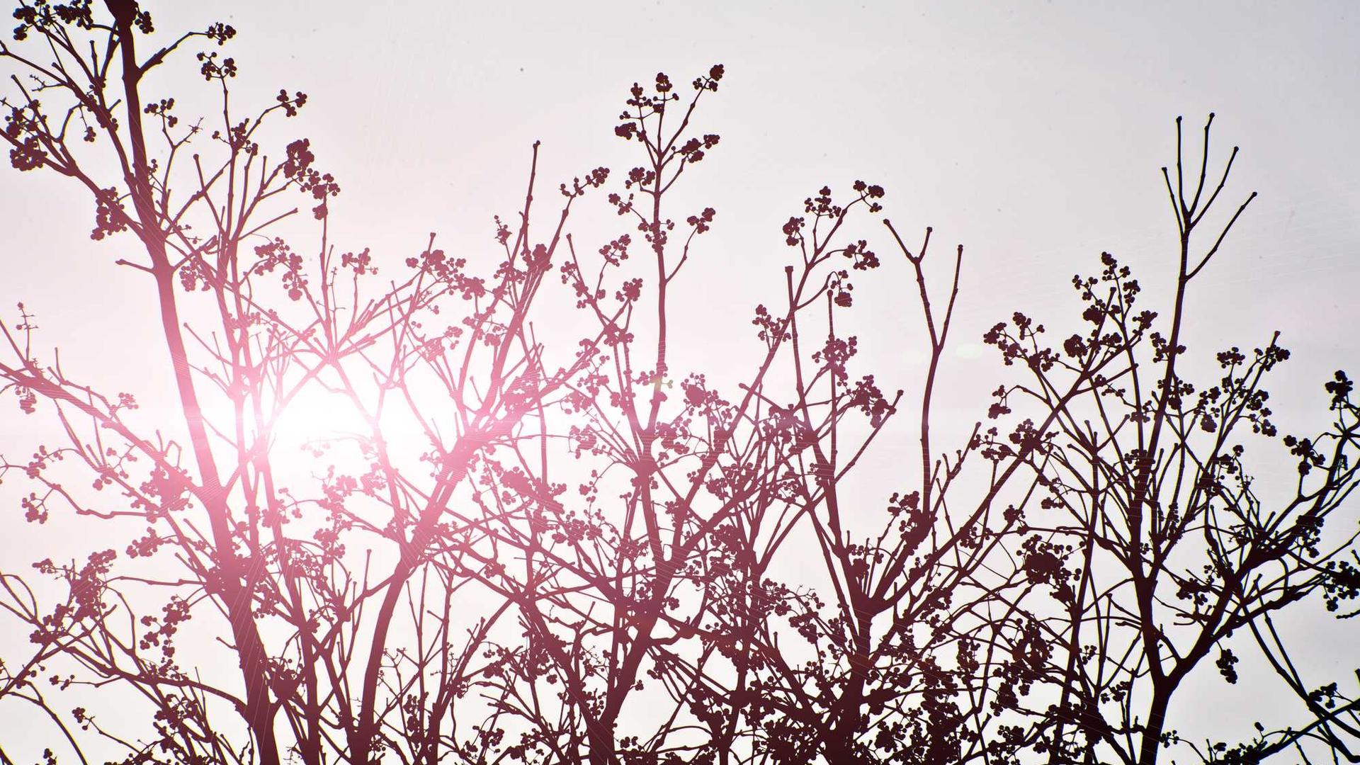 Random image from Lorem Picsum