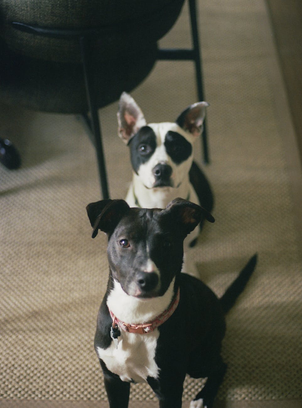 Two attentive black and white dogs sitting indoors on a carpeted floor. Perfect for pet-related content.