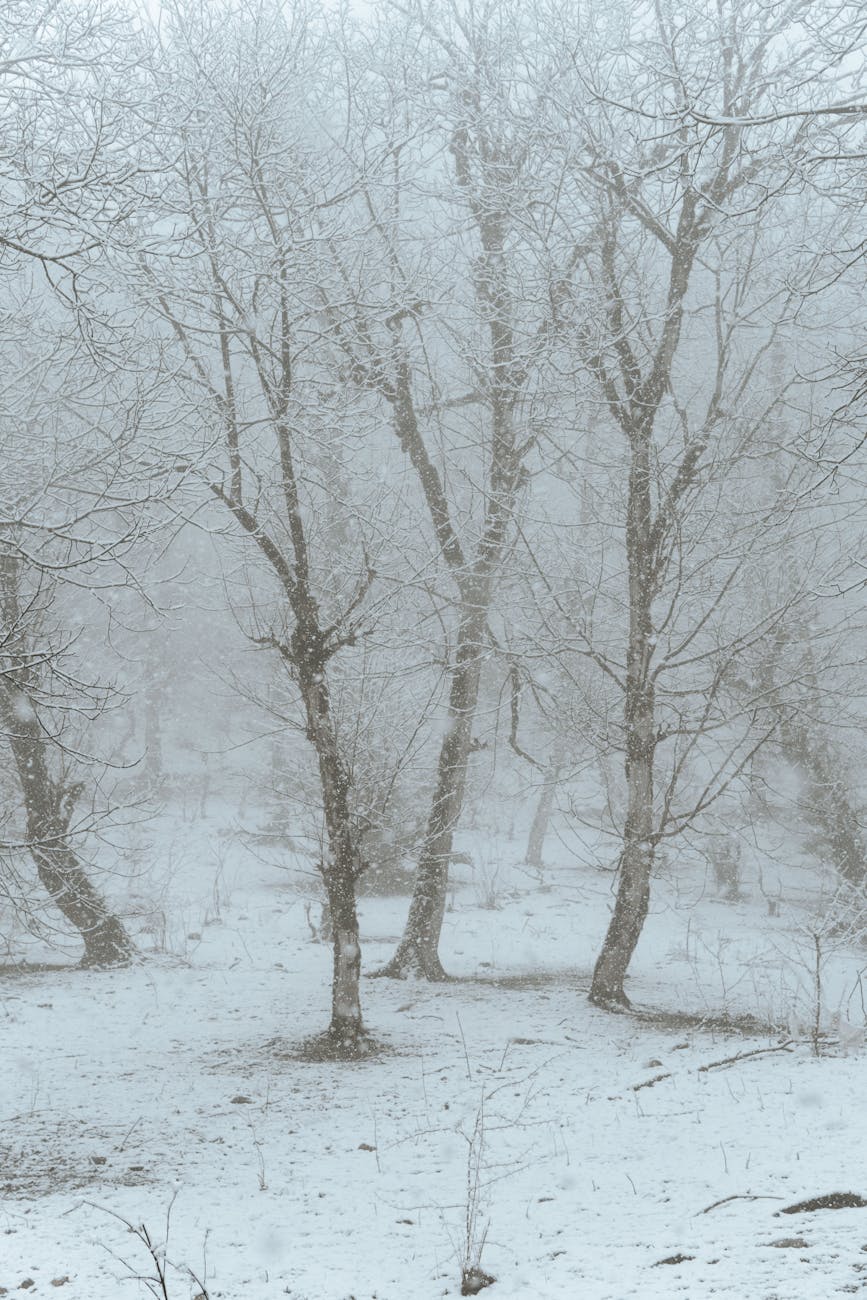 Peaceful winter landscape featuring snow-covered leafless trees in a frosty forest.