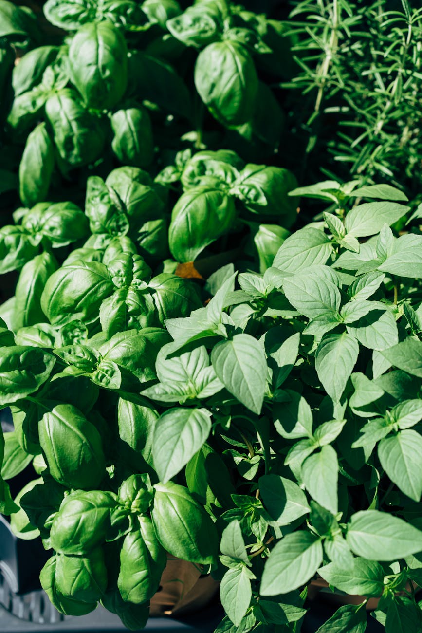 Close-up of vibrant green basil and herb leaves, perfect for culinary use.
