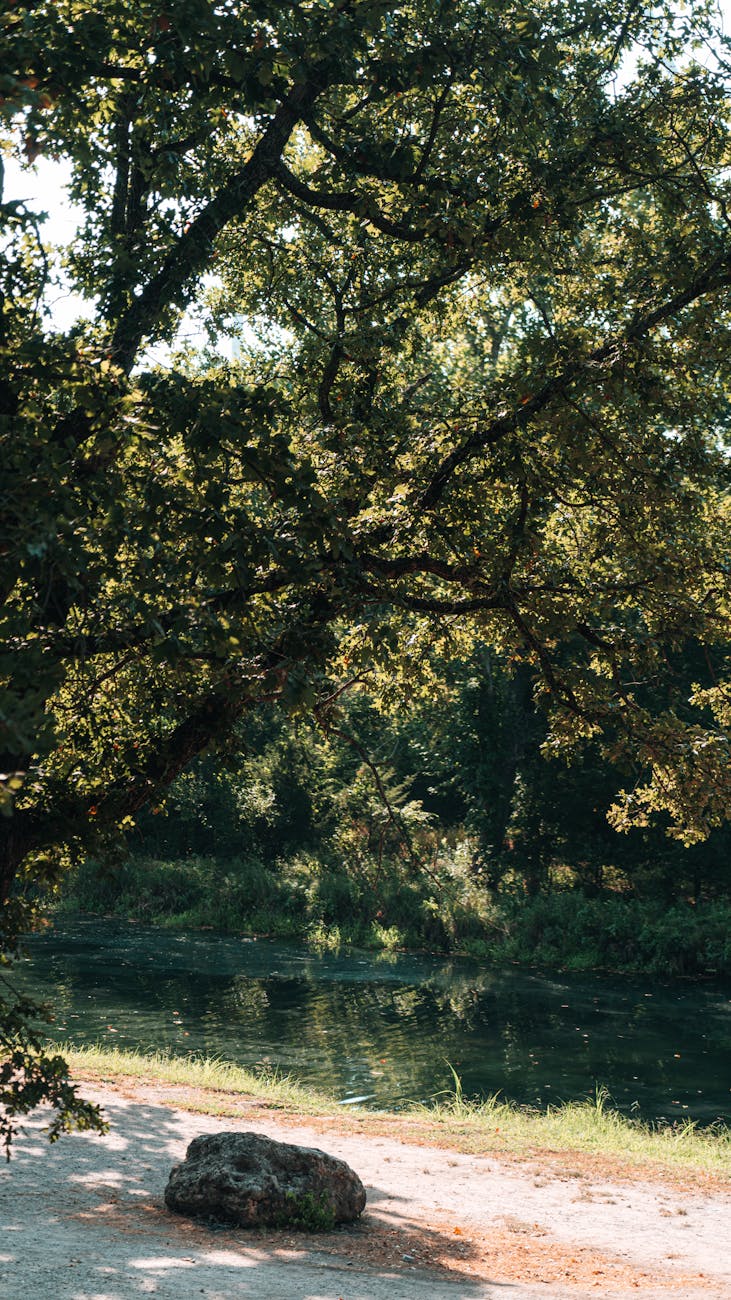 Tranquil scene of a forest path by the river with autumn light filtering through trees.