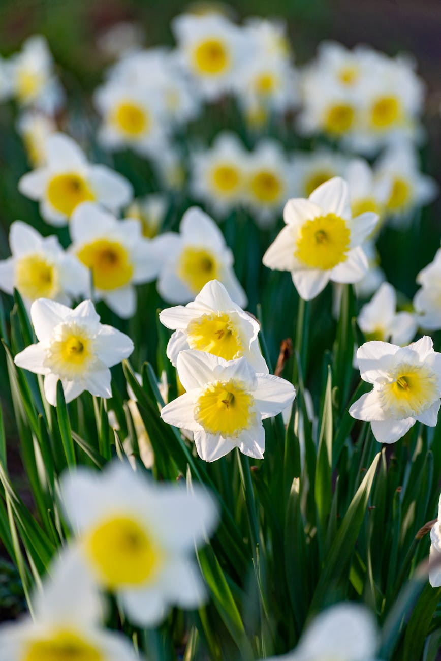A stunning field of daffodils showcasing bright yellow and white blooms, symbolizing spring.