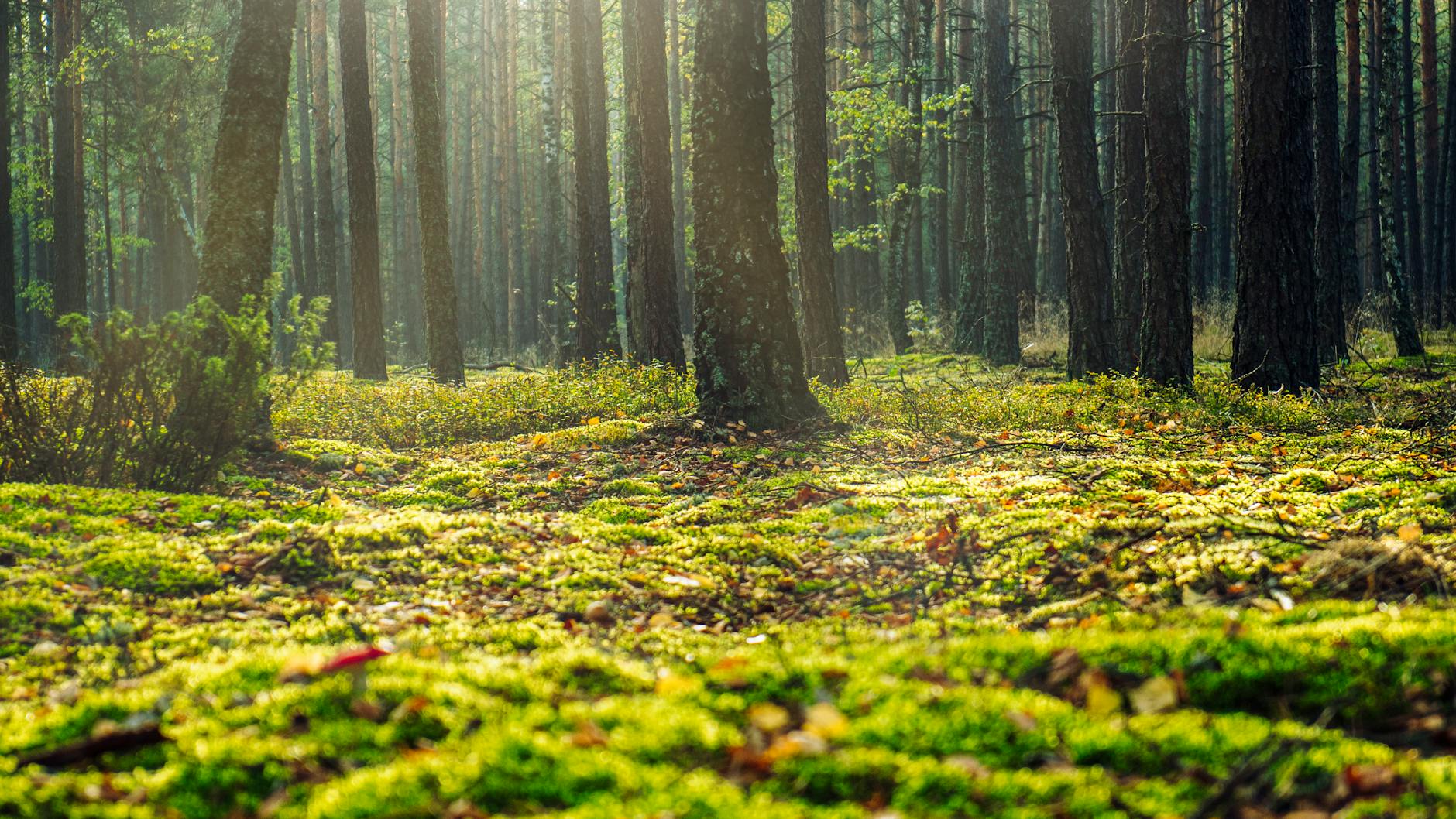 A serene forest view in Wielbark, Poland with sunlight filtering through the trees.