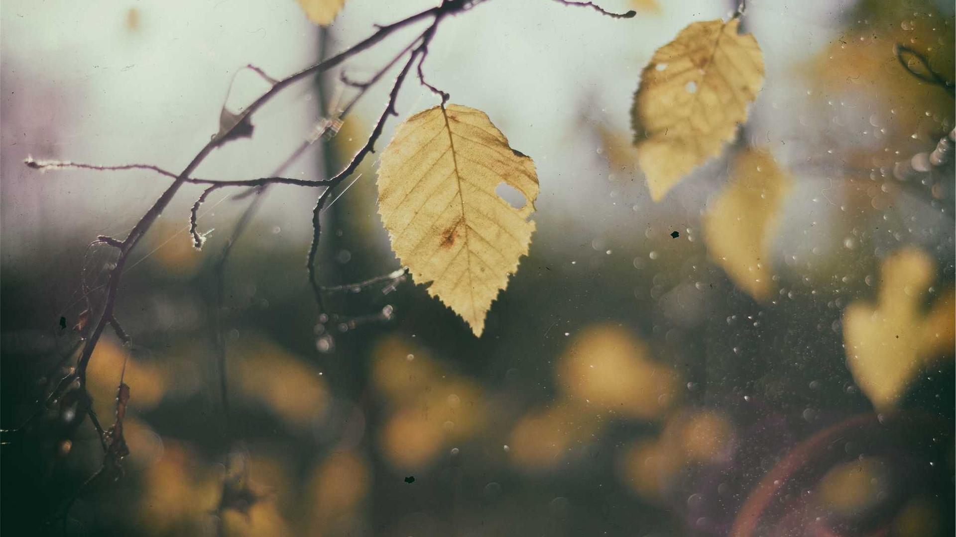 Random image from Lorem Picsum