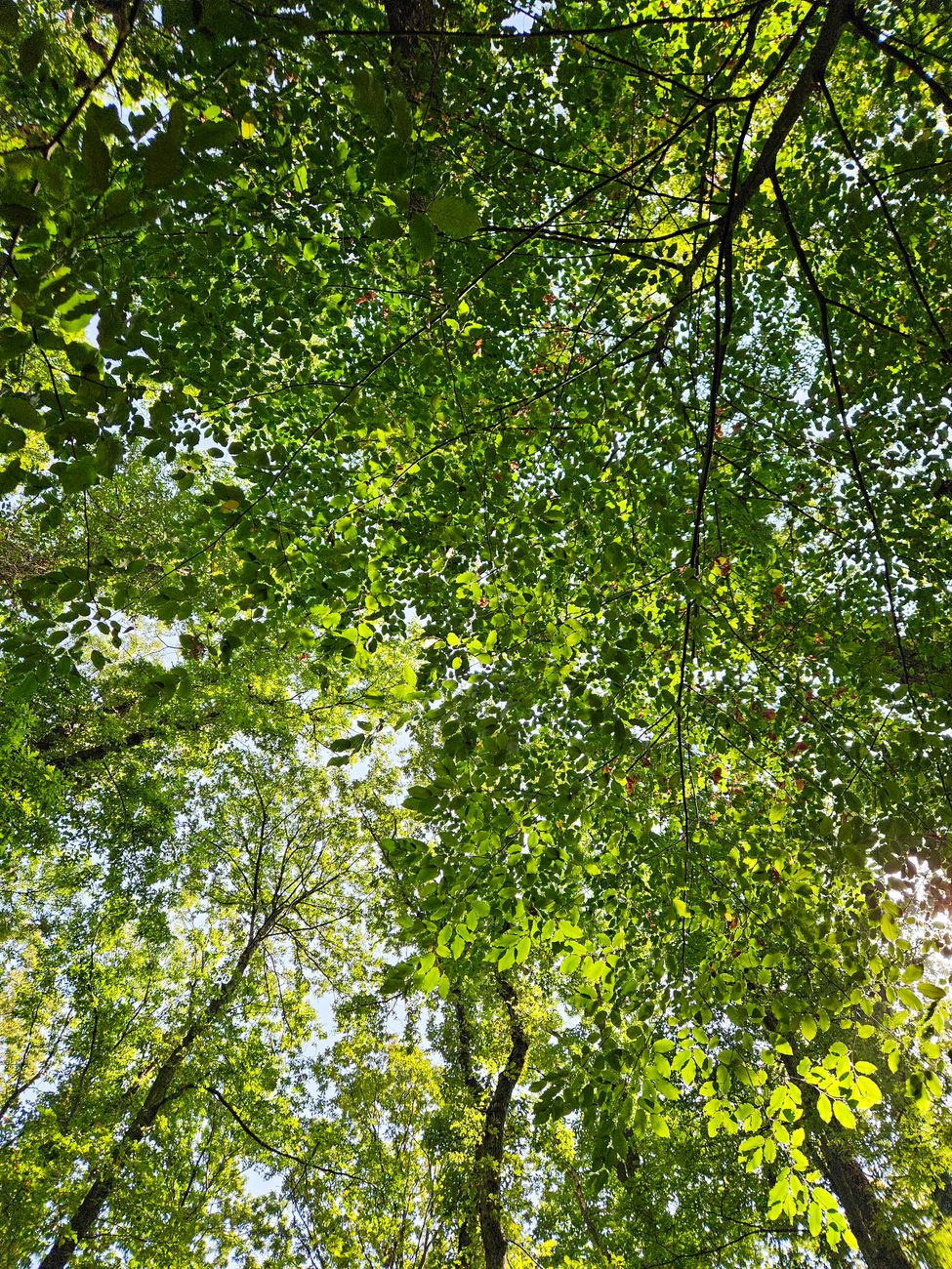 Explore the vibrant greenery of a forest canopy, captured from a low angle with sunlight filtering through the leaves.