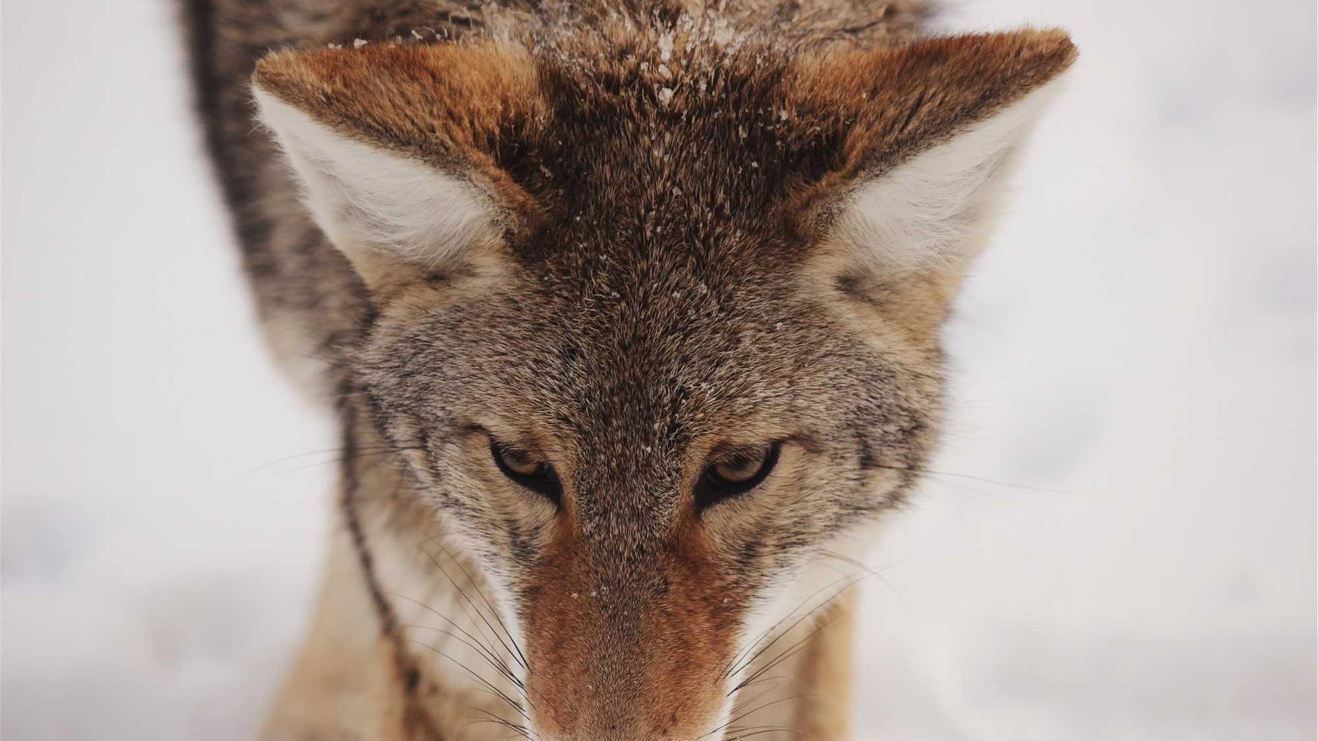 Random image from Lorem Picsum