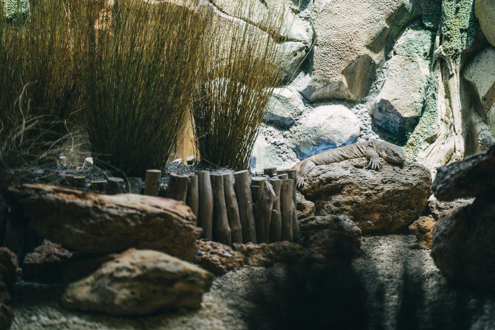 A lizard sunbathing on rocks surrounded by dry plants in a zoo exhibit setting.