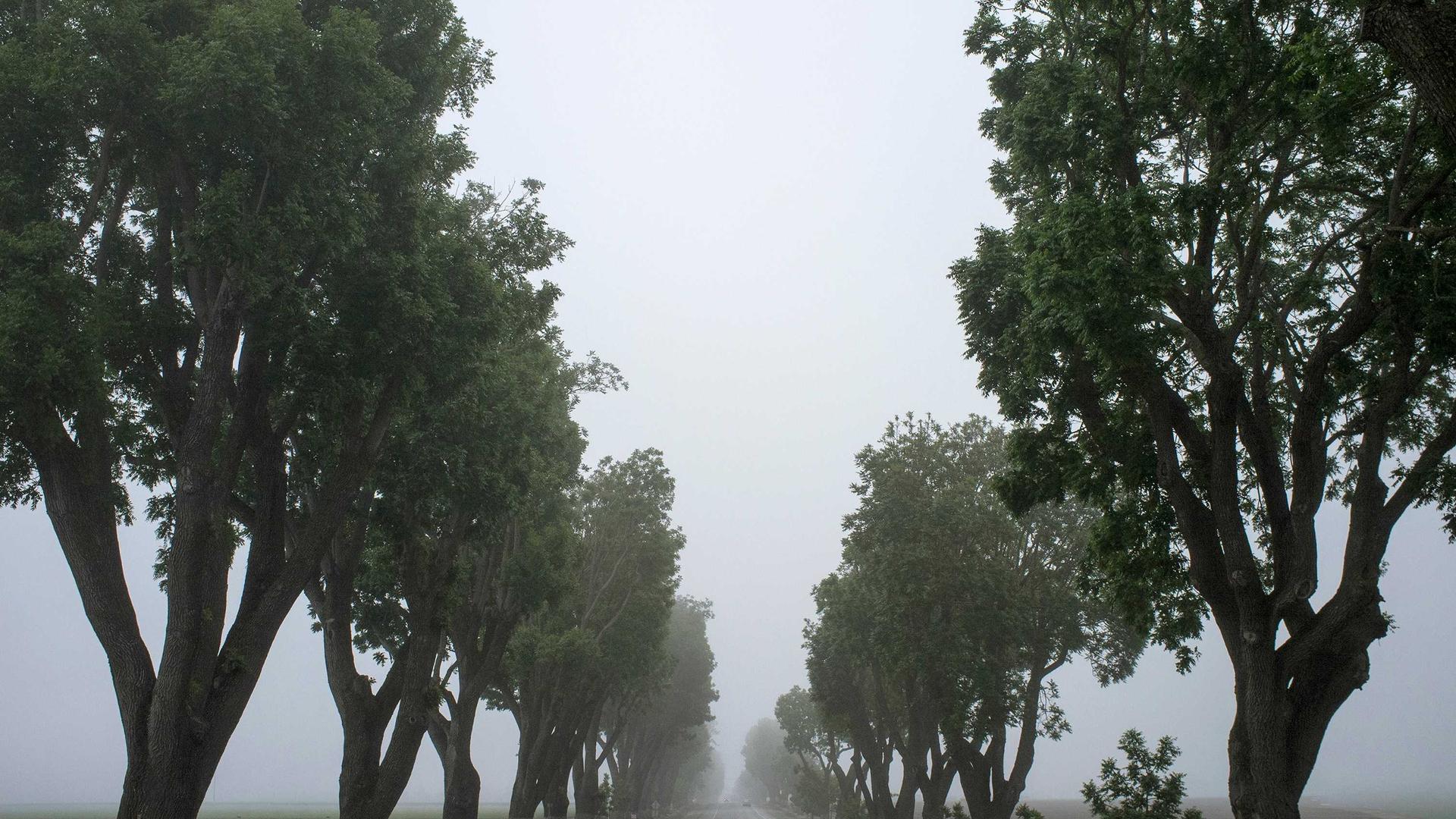 Random image from Lorem Picsum