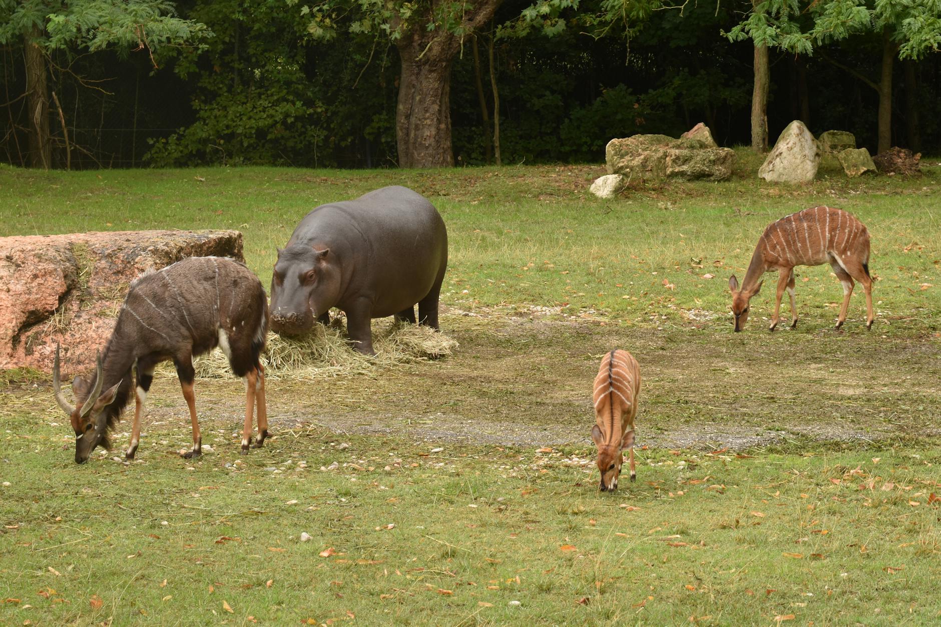 A serene scene of a hippopotamus and antelopes grazing in a grassy outdoor setting.