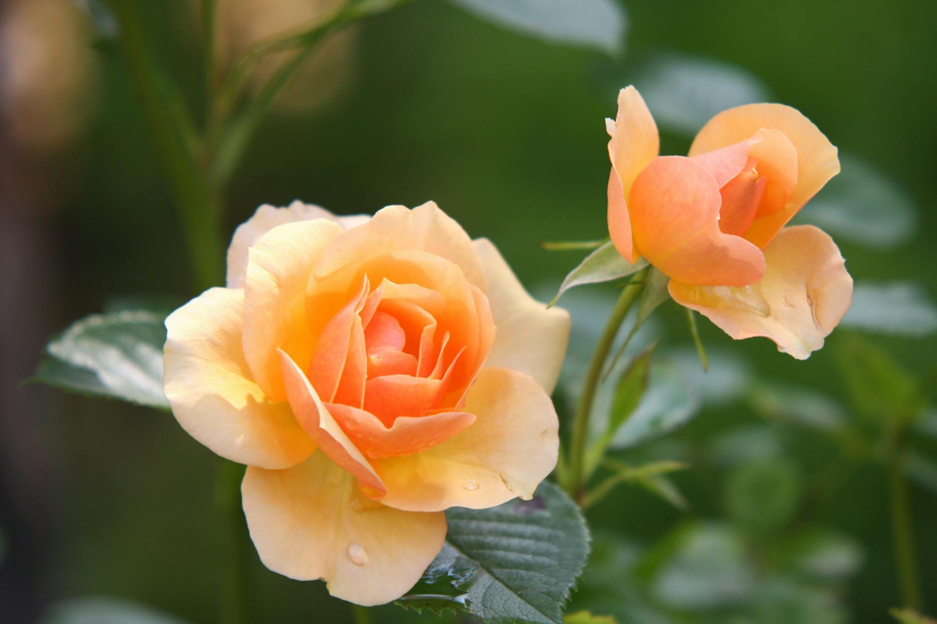 Beautiful orange roses in full bloom with delicate petals in a lush green garden.