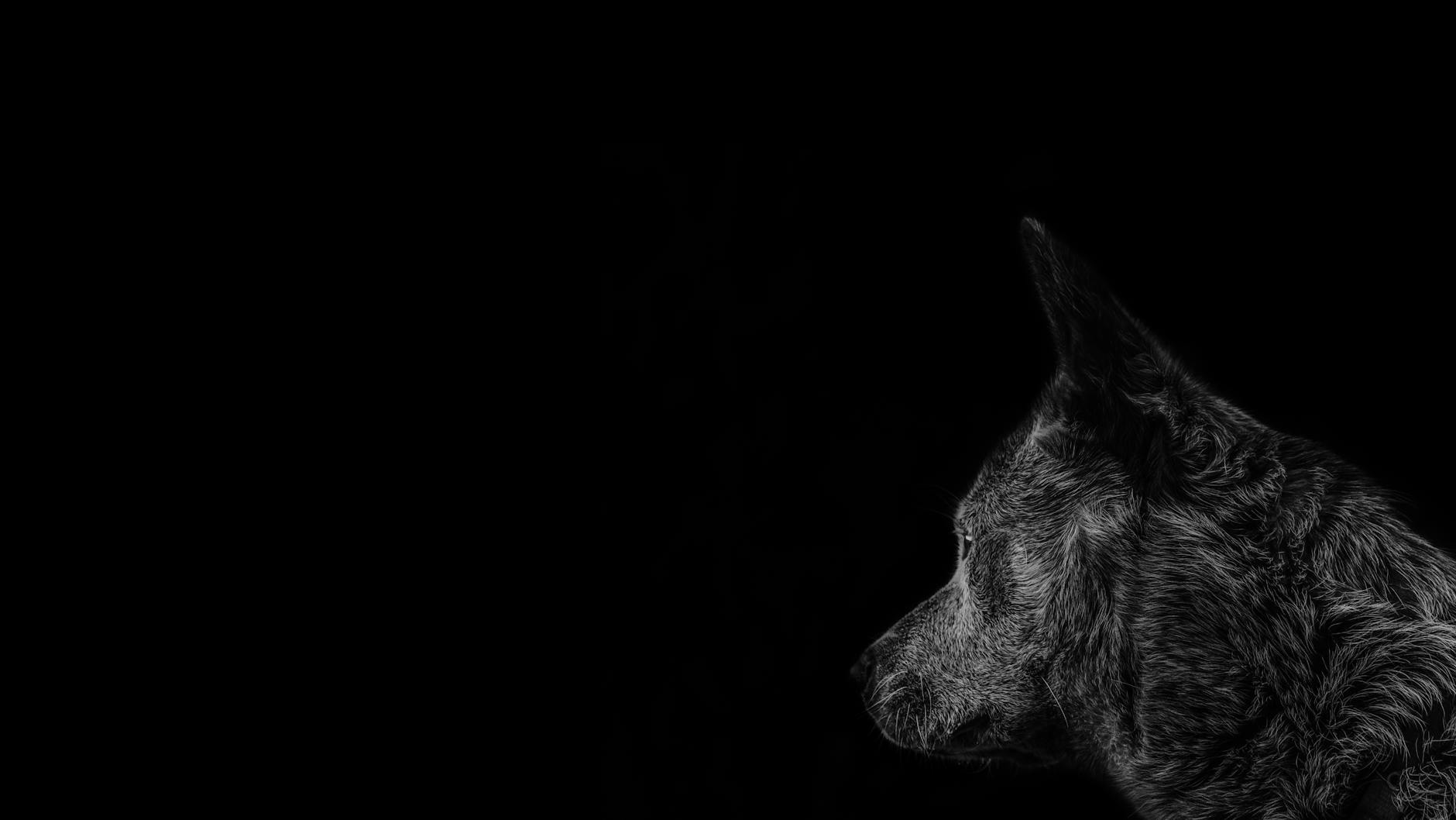 Striking portrait of a wolf side view against a deep black backdrop, highlighting the wild nature.