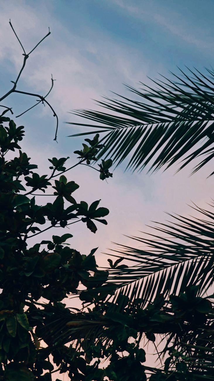 Silhouette of palm tree leaves and branches during twilight time with a colorful sky.