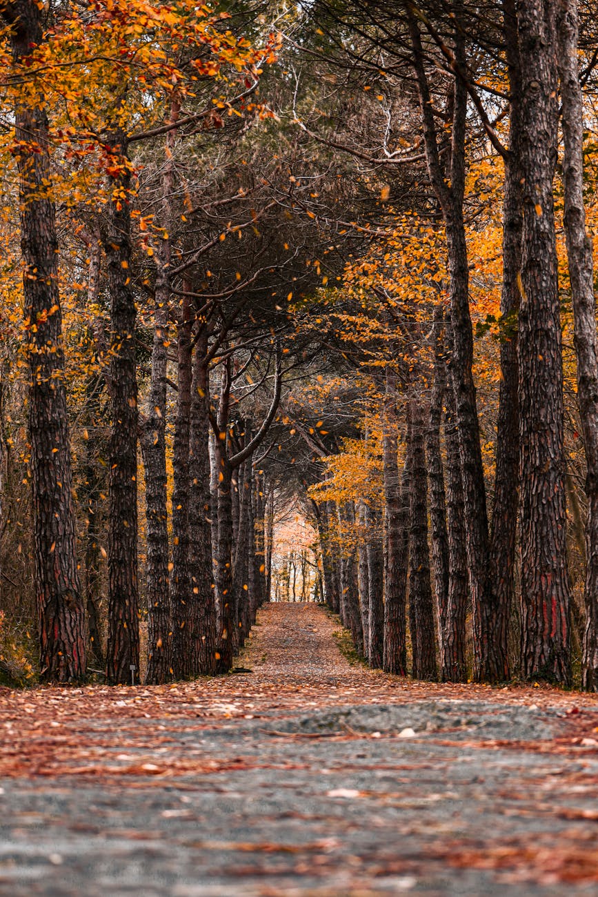 Serene autumn pathway with vibrant foliage in an İstanbul forest, capturing the essence of fall.