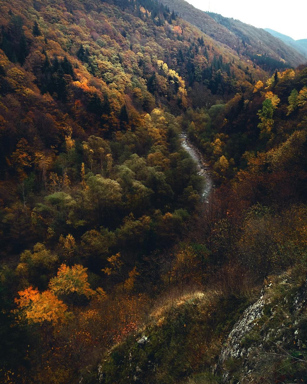 Stunning aerial view of a vibrant autumn forest nestled in a mountain valley.