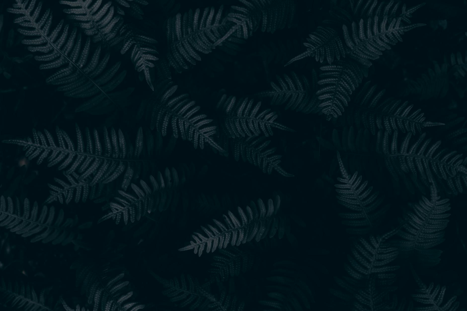 Moody dark green fern leaves create an atmospheric natural texture, perfect for backgrounds.