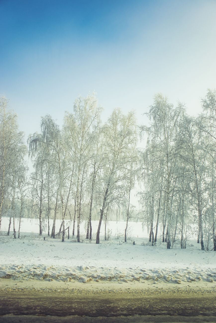 Serene winter landscape showcasing snow-covered trees in a tranquil setting.