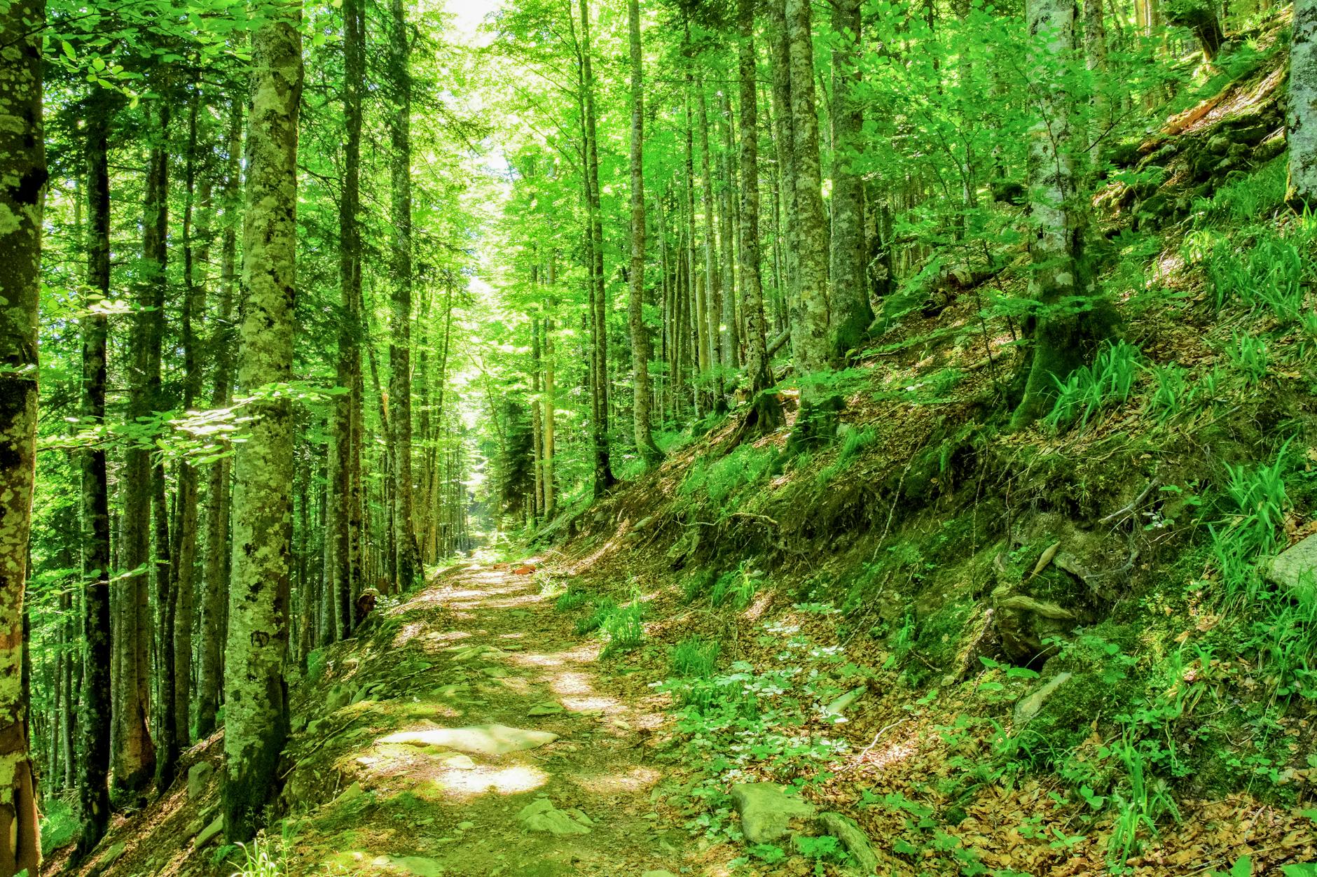 Sunny forest path surrounded by tall green trees in spring, creating a tranquil nature scene.