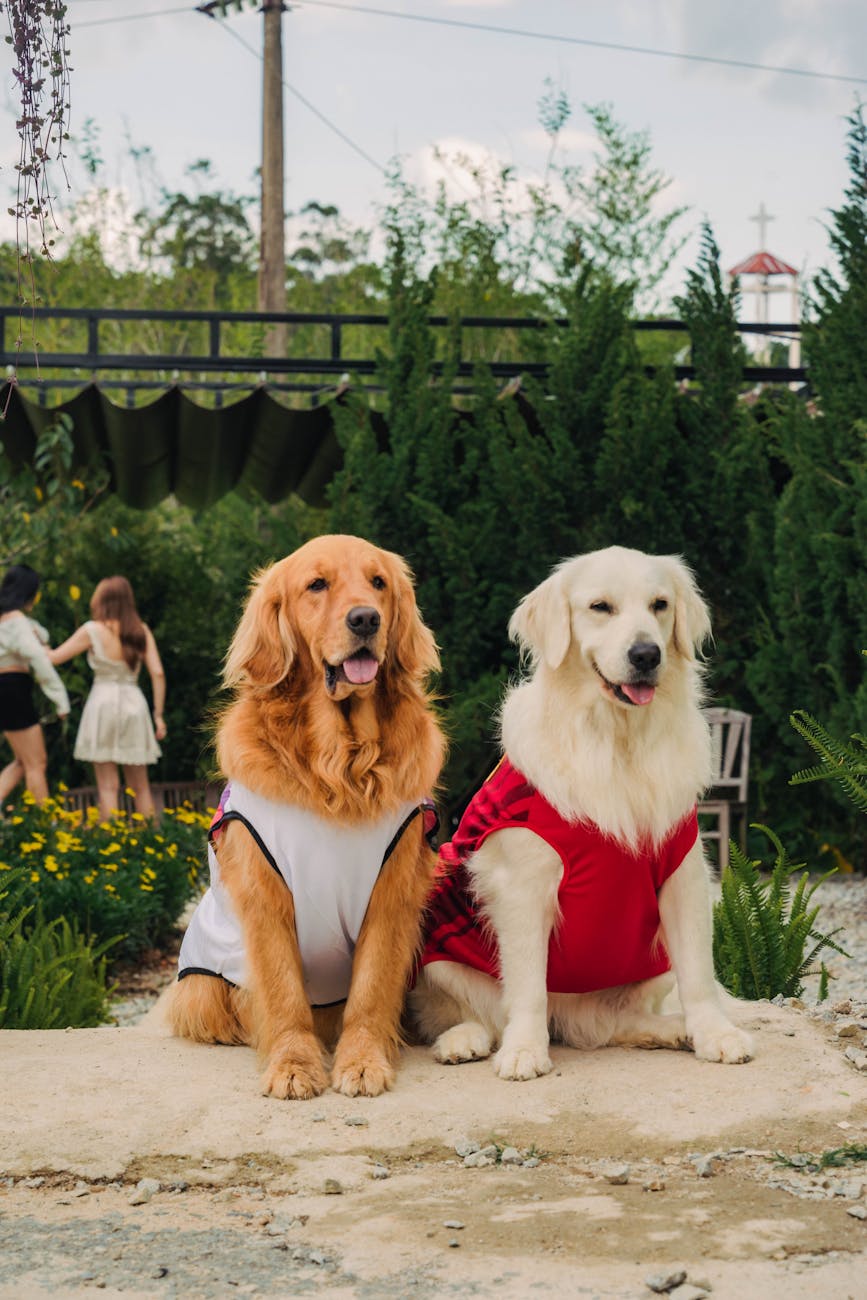Two golden retrievers in cute dog clothes sitting in a garden setting outdoors.