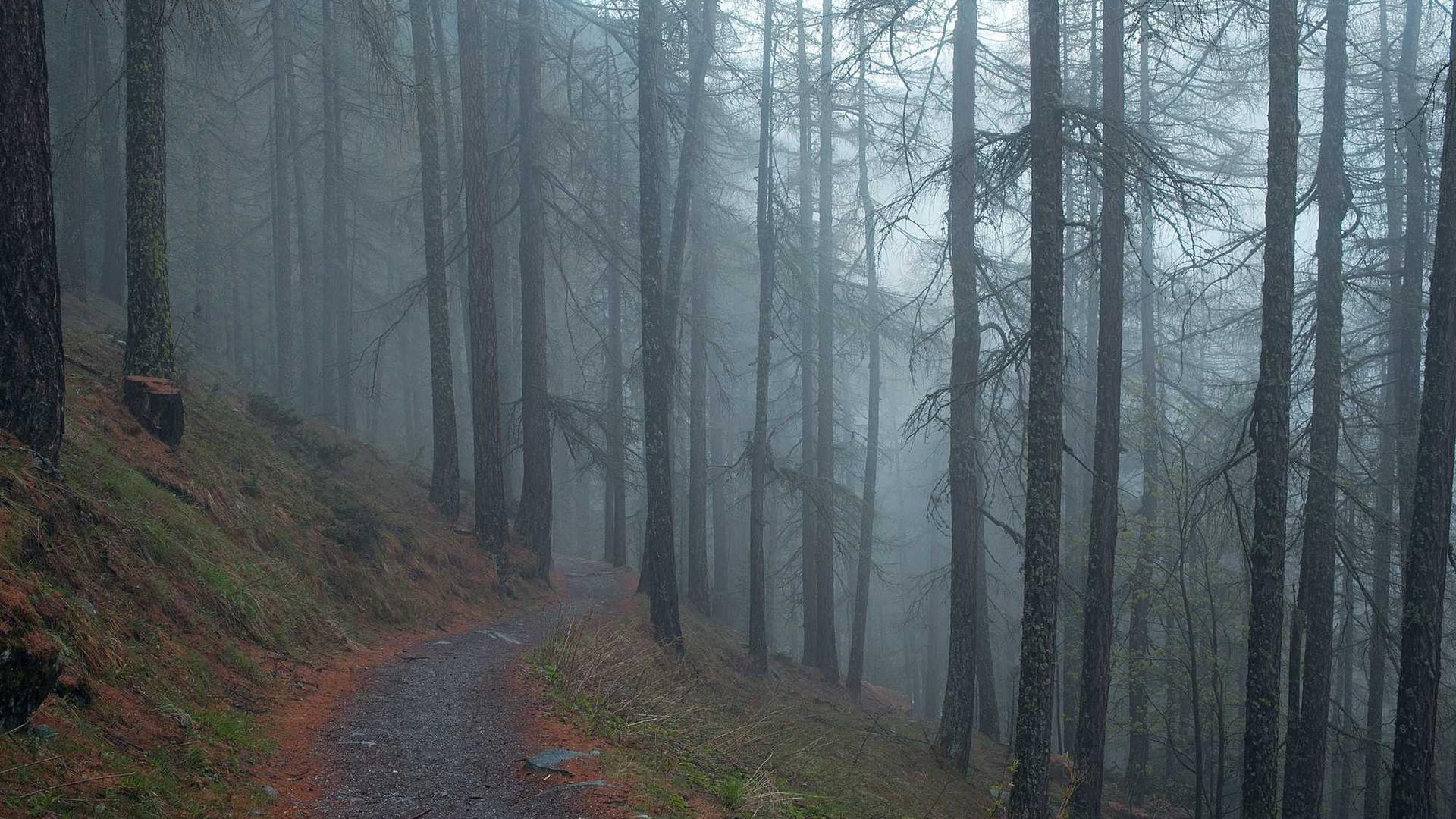 Random image from Lorem Picsum