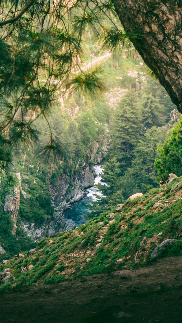 A serene forest stream flows through lush greenery, framed by trees and rocky cliffs.