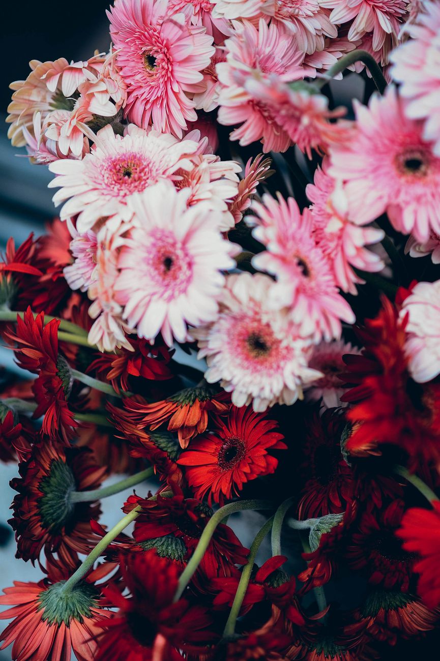 A stunning arrangement of pink and red Gerbera daisies showcasing vibrant floral beauty.