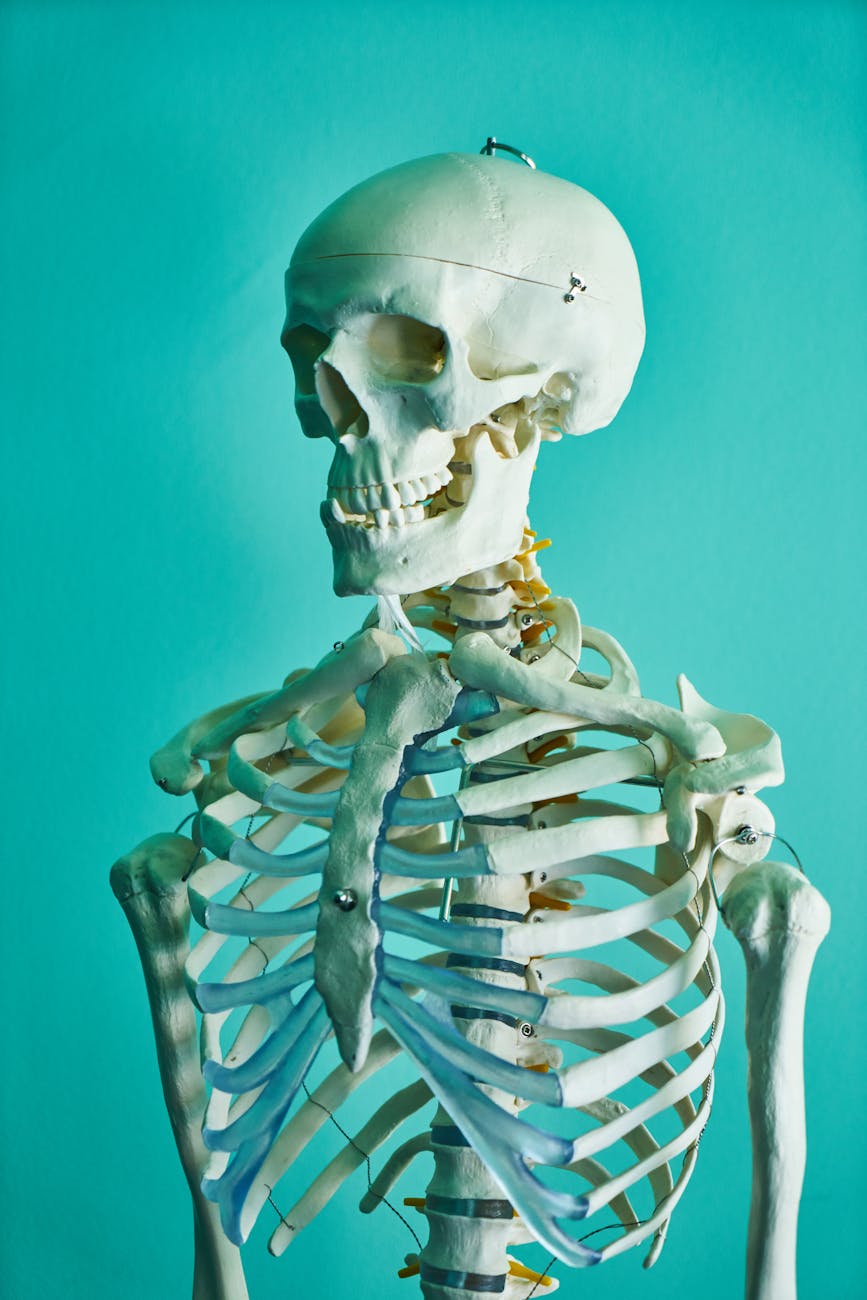 Realistic human skeleton model showcasing anatomy in a scientific context.