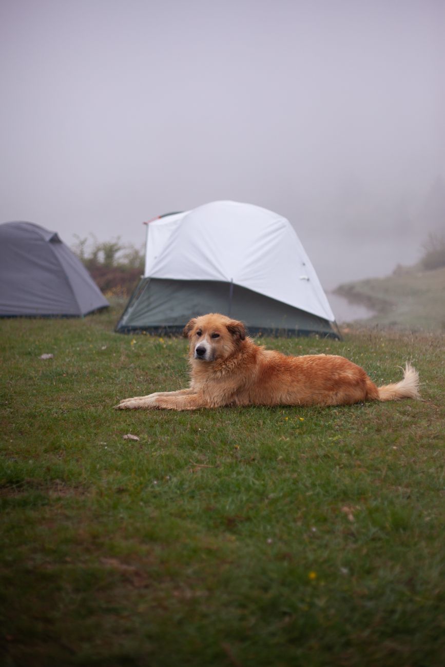 A serene camping scene with a golden retriever lying on grass near tents in foggy weather.