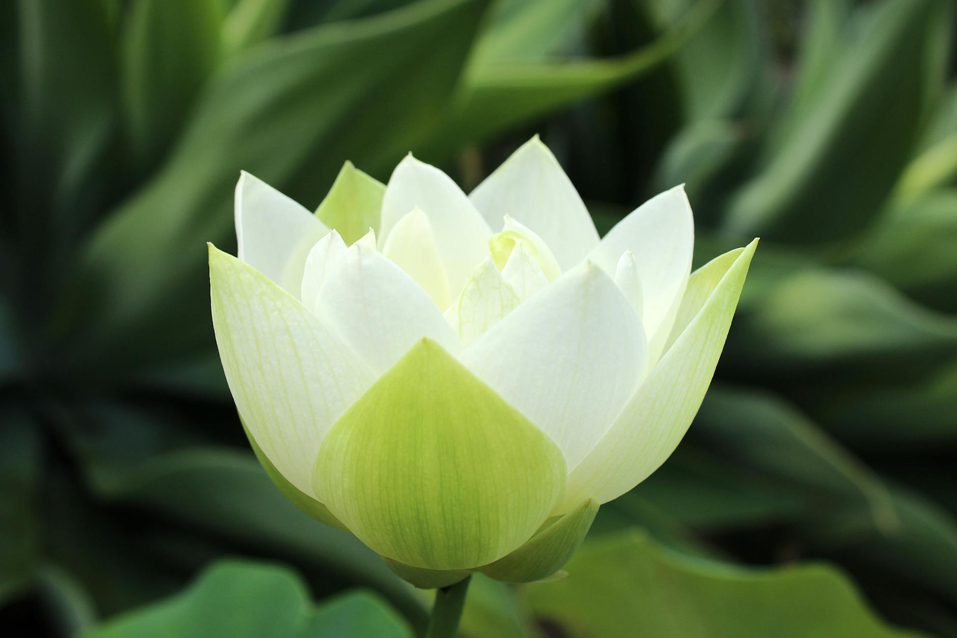 A beautiful white lotus flower captured in a serene garden setting in Brisbane, Australia.