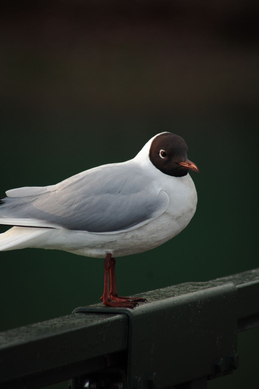 Detailed close-up of a black-headed gull standing on a railing in Adana, Türkiye.