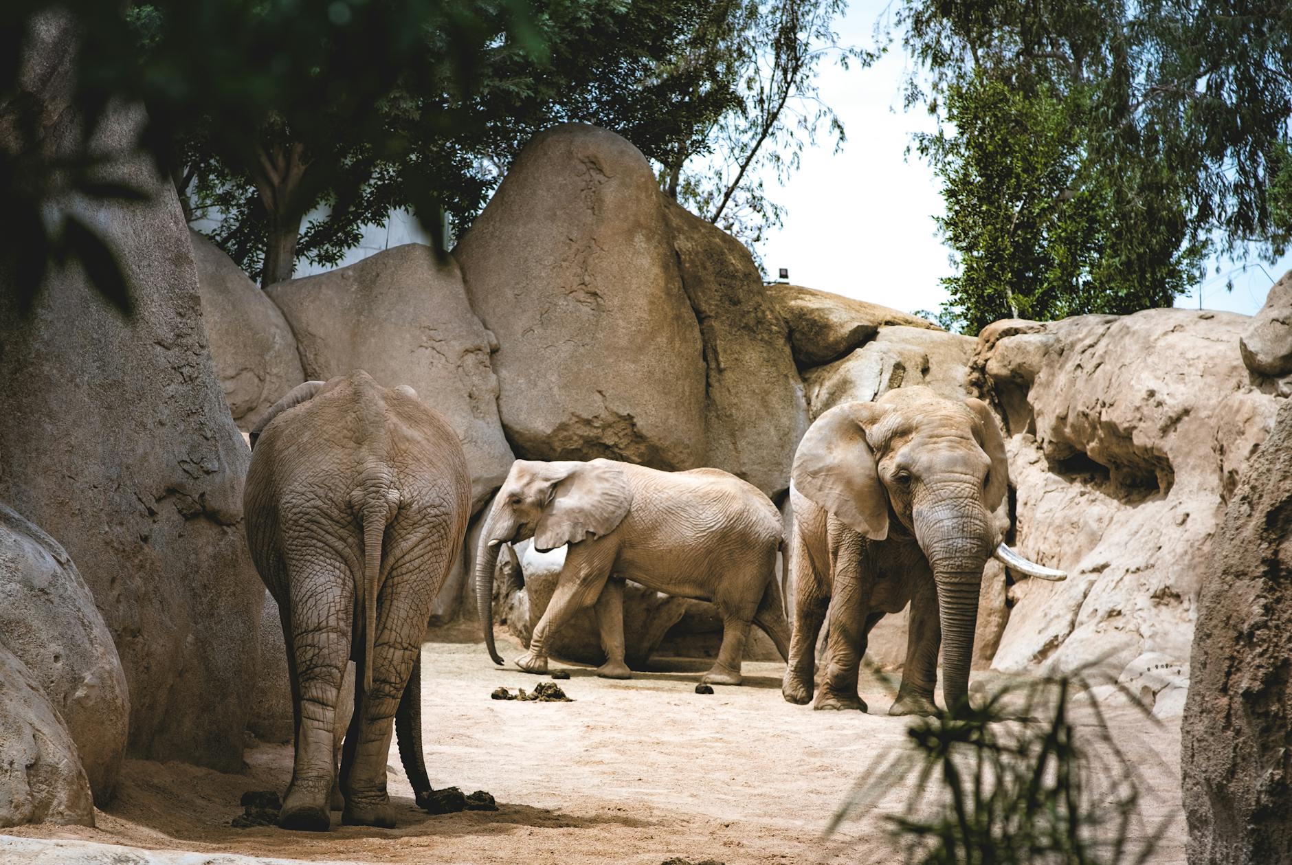 Group of African elephants walking in a rocky, natural-looking zoo habitat.