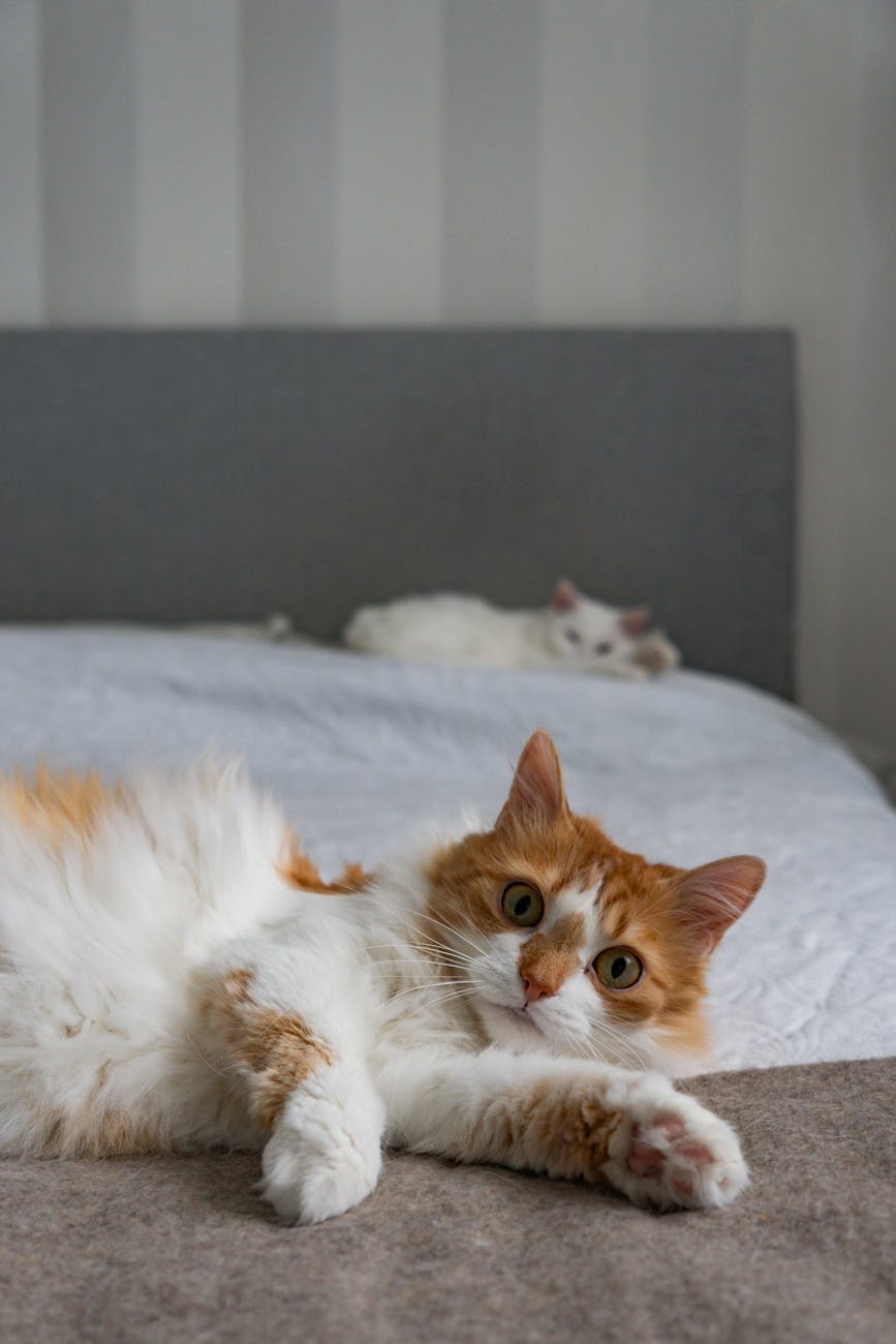 Ginger and white cats lounging on a bed in a cozy home setting.