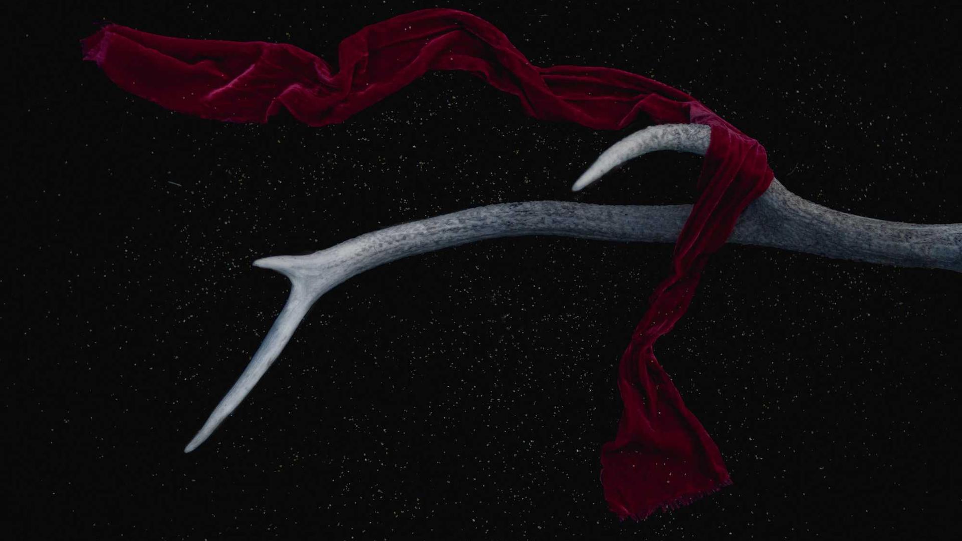 Random image from Lorem Picsum