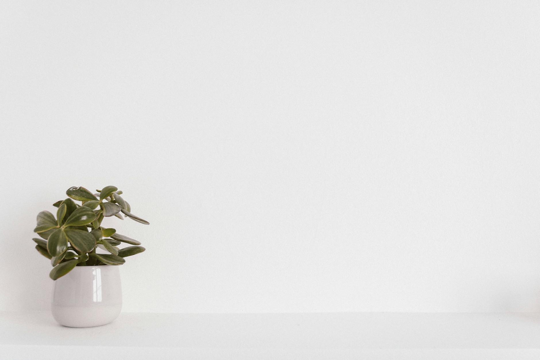 Elegant succulent plant in a white vase on a minimalist white background, ideal for modern decor themes.